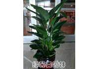 天堂鳥(niǎo)