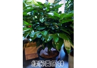 平安樹(shù)