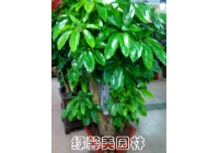 招財(cái)樹(shù)